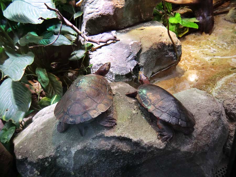 Rotbäuchige Spitzkopfschildkröten im Zoo Wuppertal im Juni 2014