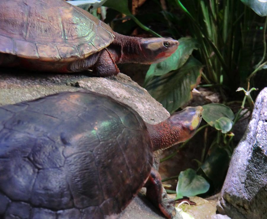 Krallen der Rotbäuchigen Spitzkopfschildkröten im Zoologischen Garten Wuppertal im Juni 2014
