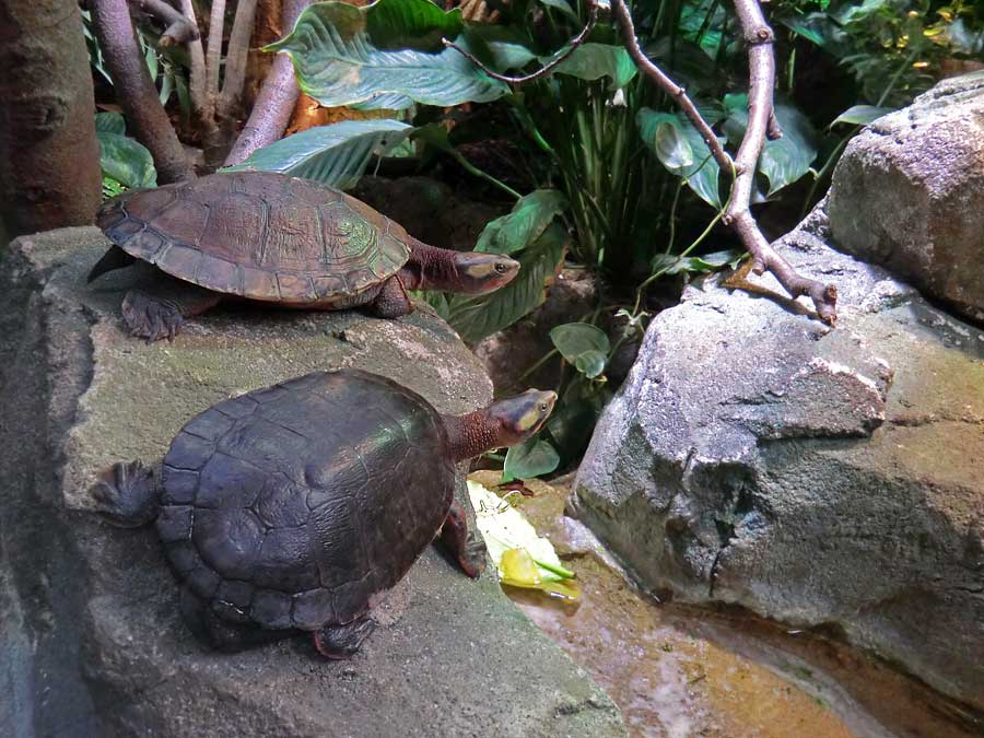 Rotbäuchige Spitzkopfschildkröten im Wuppertaler Zoo im Juni 2014