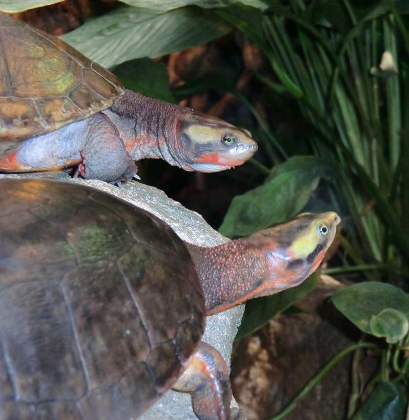 Rotbäuchige Spitzkopfschildkröten im Zoo Wuppertal im Juni 2014