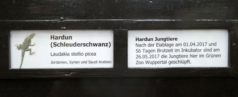 Ausschilderung zu den Hardun-Jungtieren im Terrarium im Zoologischen Garten der Stadt Wuppertal