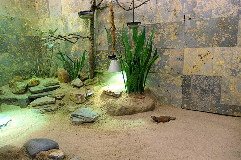 Nordafrikanische Dornschwanzagame am 5. Juni 2022 im Vogel-Haus im Grünen Zoo Wuppertal