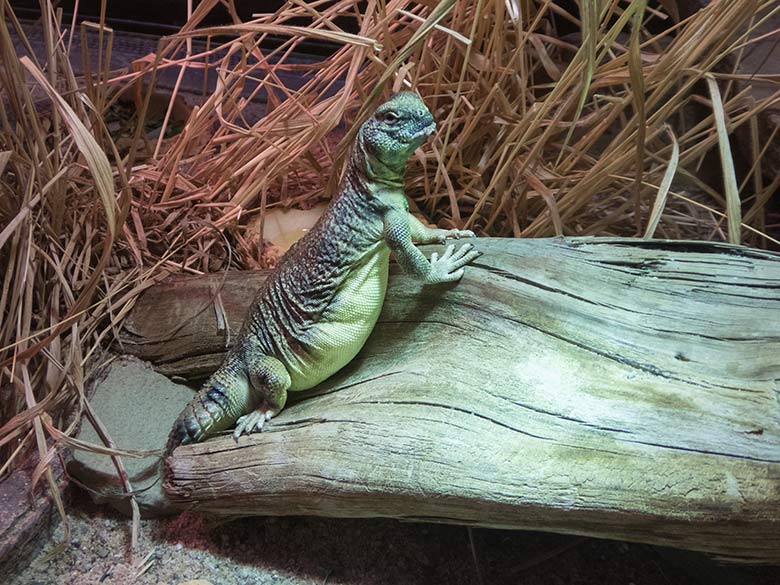 Oman-Dornschwanzagame am 5. November 2019 im Terrarium im Grünen Zoo Wuppertal