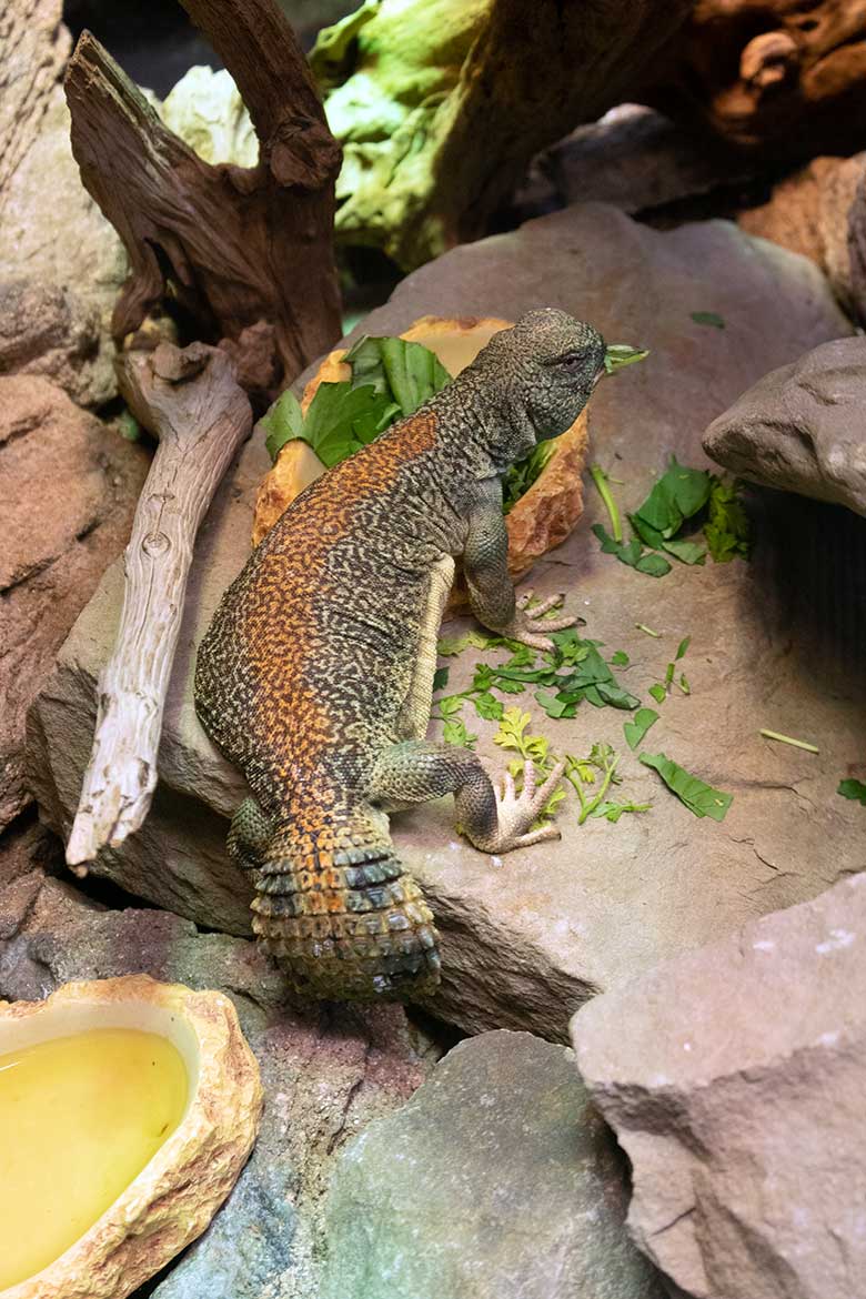 Oman-Dornschwanzagame am 20. November 2021 im Terrarium im Grünen Zoo Wuppertal