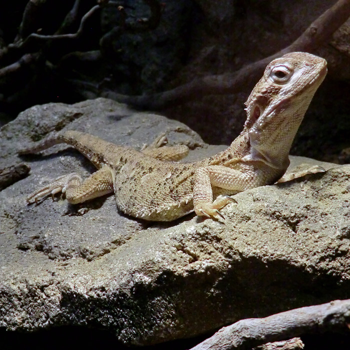 Zwergbartagame im Wuppertaler Zoo im Dezember 2012