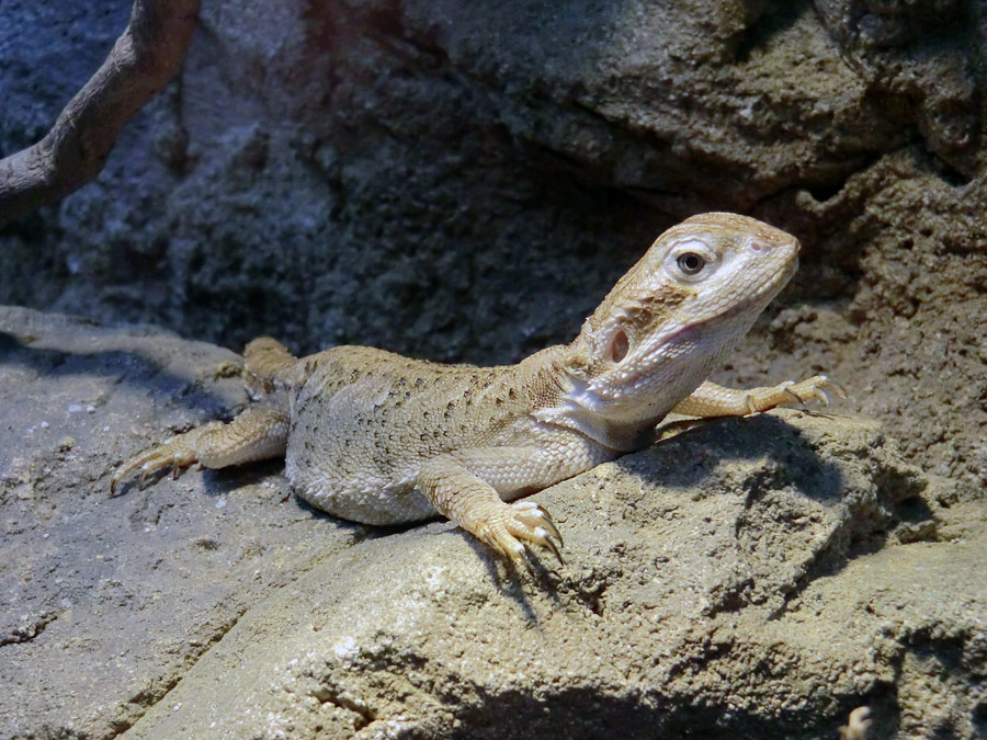 Zwergbartagame im Wuppertaler Zoo im Dezember 2012