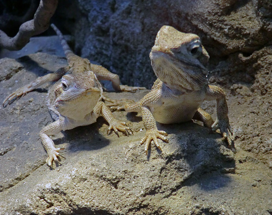 Zwergbartagamen im Zoologischen Garten Wuppertal im Dezember 2012