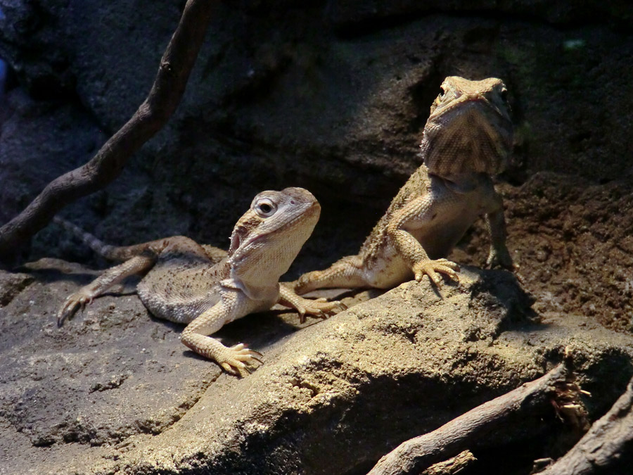 Zwergbartagamen im Wuppertaler Zoo im Dezember 2012