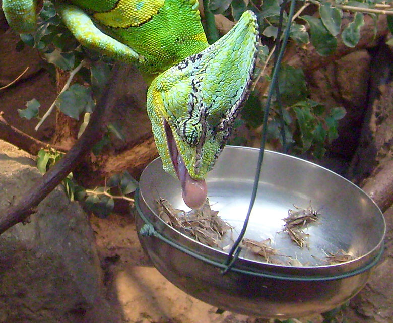 Jemen-Chamäleon Fütterung im Zoo Wuppertal im Dezember 2008