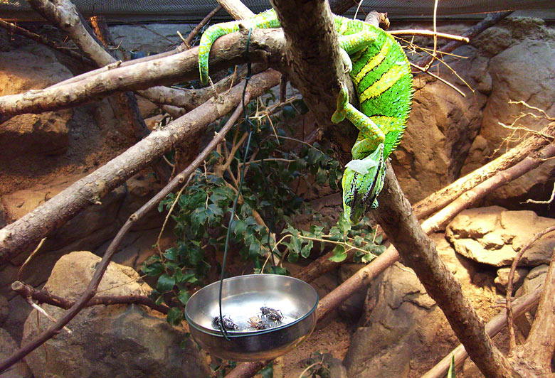 Jemen-Chamäleon Fütterung im Zoologischen Garten Wuppertal im März 2009
