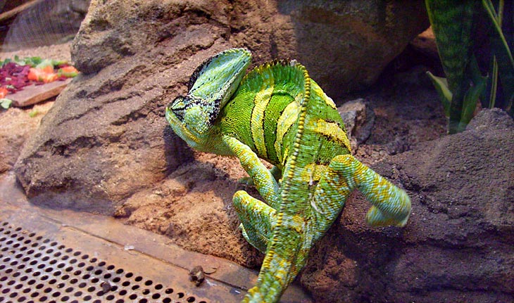 Jemen-Chamäleon im Zoologischen Garten Wuppertal im Mai 2008
