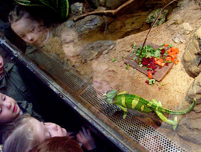 Jemen-Chamäleon im Zoo Wuppertal im Mai 2008