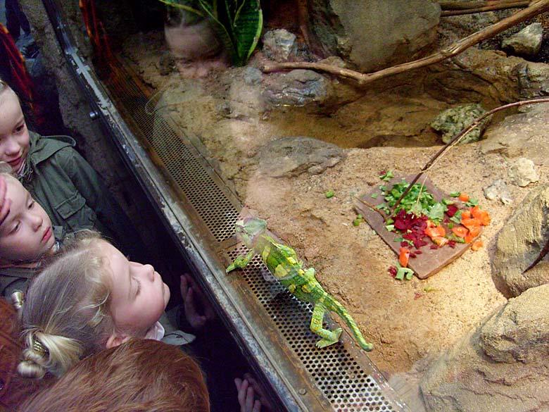 Jemen-Chamäleon im Wuppertaler Zoo im Mai 2008