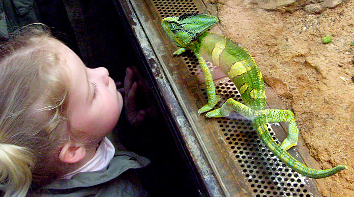 Jemen-Chamäleon im Zoologischen Garten Wuppertal im Mai 2008