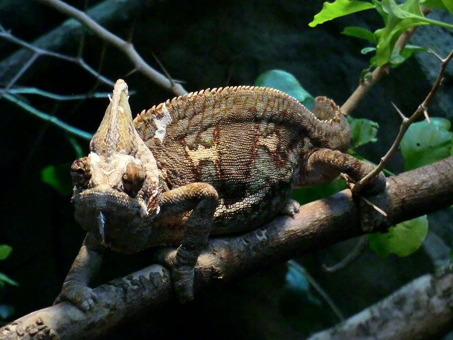 Jemen-Chamäleon im Zoologischen Garten Wuppertal im Oktober 2012