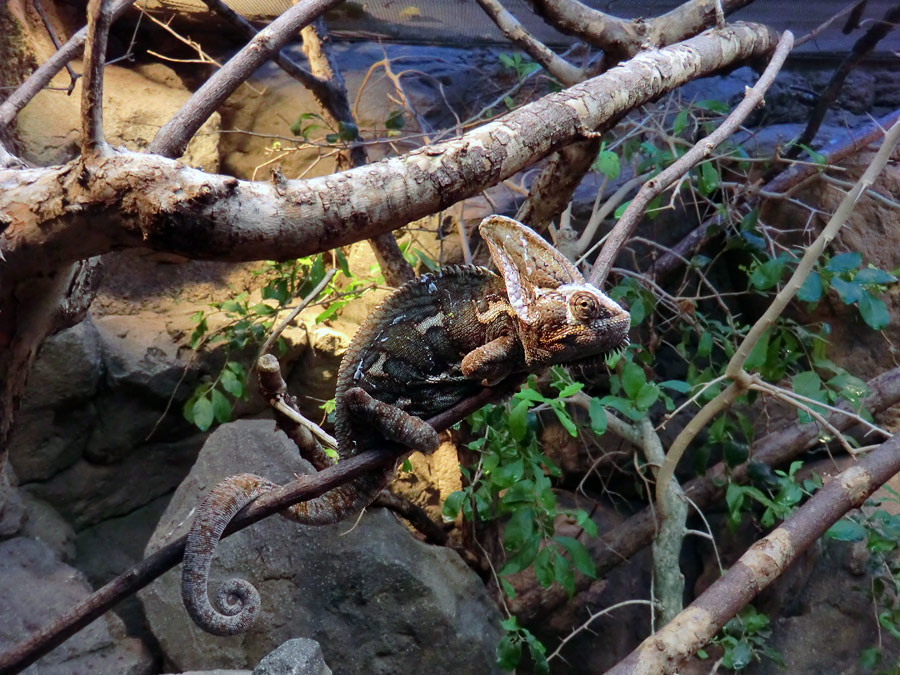 Jemen-Chamäleon im Wuppertaler Zoo im Januar 2013