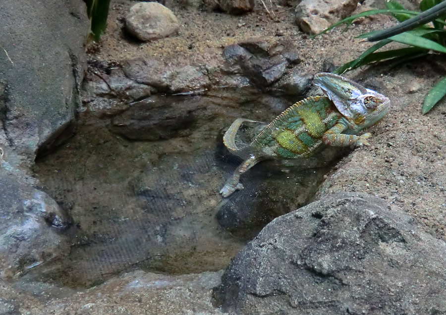 Jemen-Chamäleon im Wuppertaler Zoo im Mai 2013