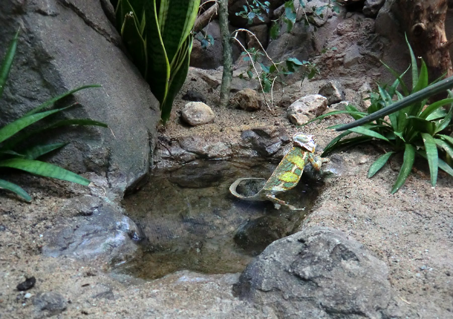 Jemen-Chamäleon im Zoo Wuppertal im Mai 2013
