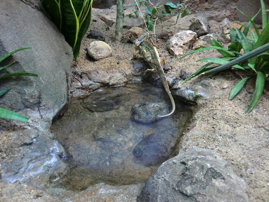Jemen-Chamäleon im Zoologischen Garten Wuppertal im Mai 2013