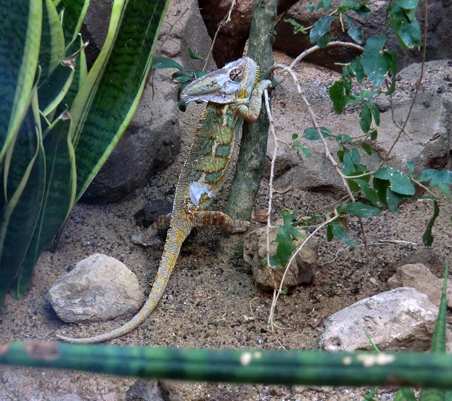 Jemen-Chamäleon im Zoologischen Garten Wuppertal im Mai 2013