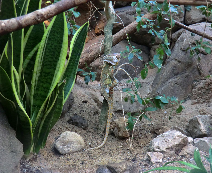 Jemen-Chamäleon im Wuppertaler Zoo im Mai 2013