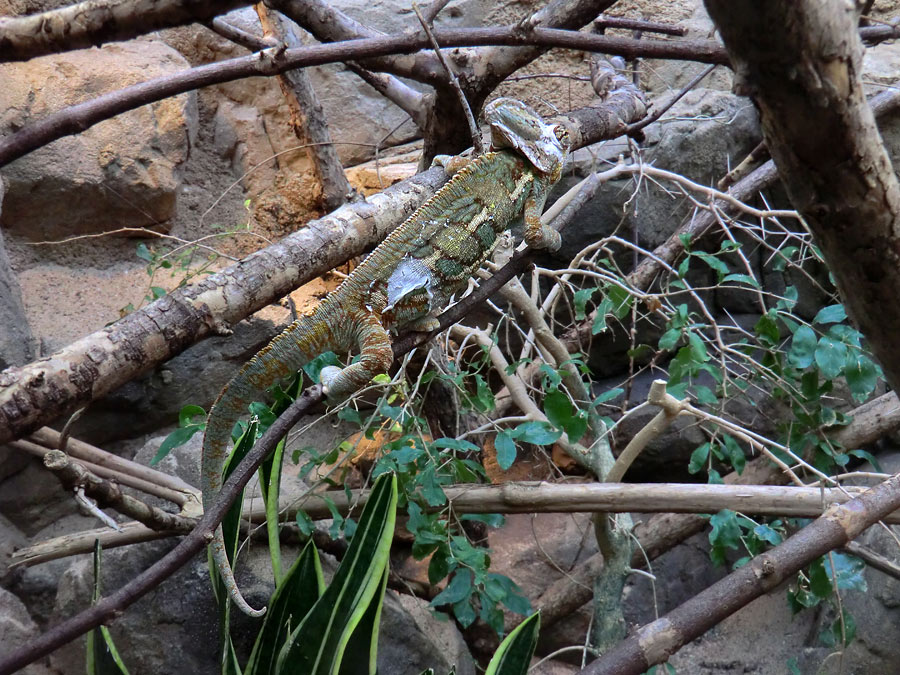 Jemen-Chamäleon im Zoo Wuppertal im Mai 2013