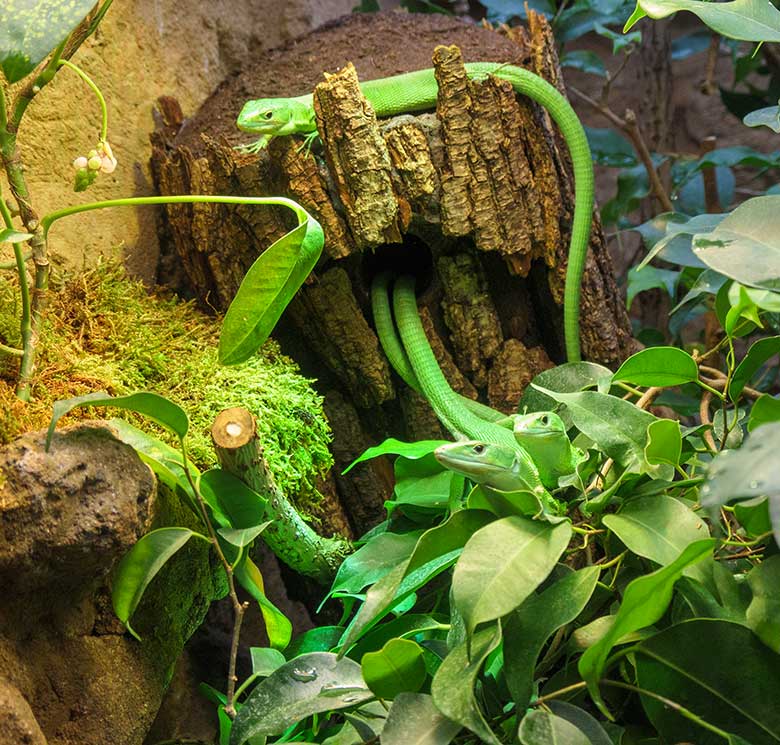 Drei Grüne Baumeidechsen am 8. Dezember 2021 im Terrarium im Wuppertaler Zoo