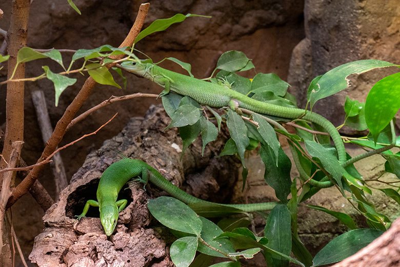 Grüne Baumeidechsen am 12. Dezember 2024 im Terrarium im Grünen Zoo Wuppertal