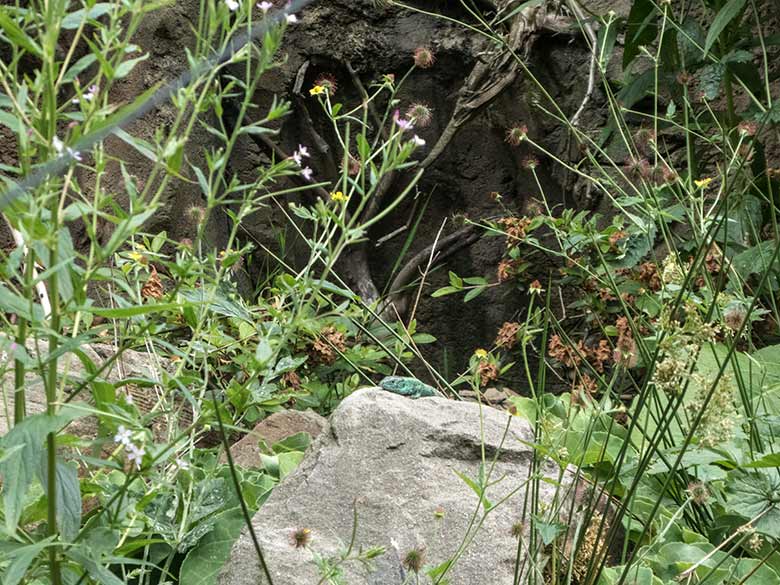 Männliche Zauneidechse am 17. Juni 2020 auf der Außenanlage im Wuppertaler Zoo