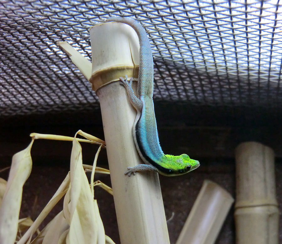 Blaue Bambusphelsume im Zoo Wuppertal im Februar 2014
