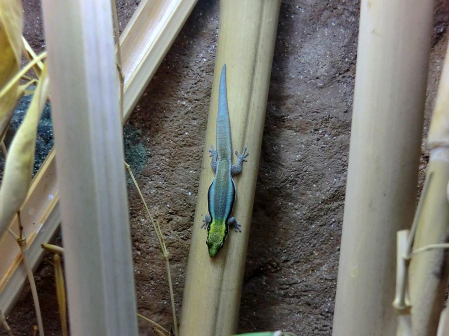 Blaue Bambusphelsume im Wuppertaler Zoo im Mai 2014