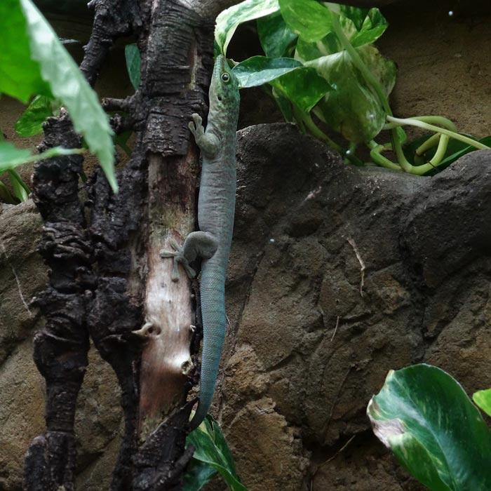 Dornwald-Taggecko im Wuppertaler Zoo im  Juli 2015