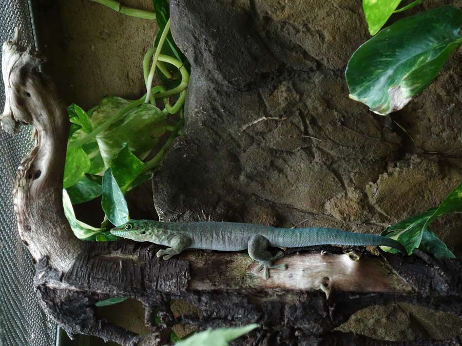 Dornwald-Taggecko im Zoologischen Garten Wuppertal im Juli 2015