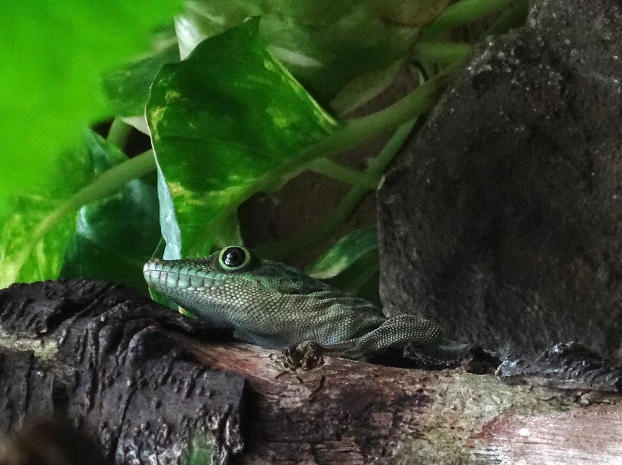 Dornwald-Taggecko im Zoologischen Garten Wuppertal im Juli 2015