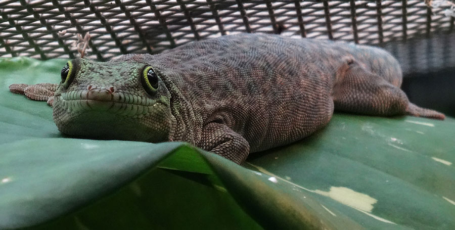 Dornwald-Taggecko im Wuppertaler Zoo am 8. September 2015