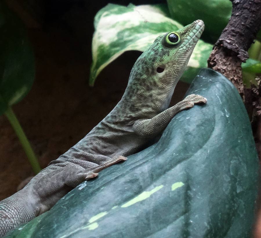 Dornwald-Taggecko im Zoologischen Garten Wuppertal am 17. Oktober 2015