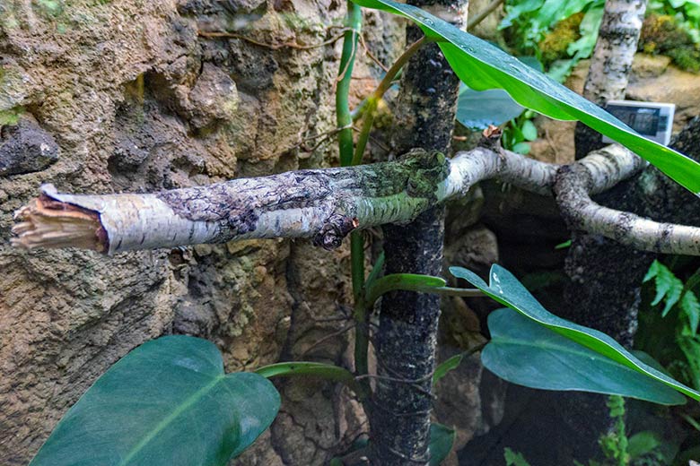 Henkels Blattschwanzgecko am 1. Oktober 2021 im Terrarium im Grünen Zoo Wuppertal