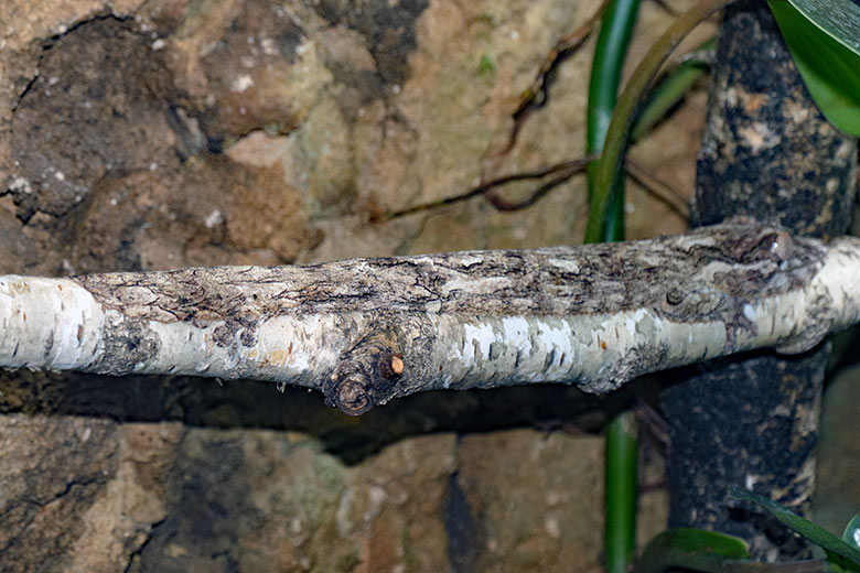 Henkels Blattschwanzgecko am 16. Oktober 2021 im Terrarium im Wuppertaler Zoo