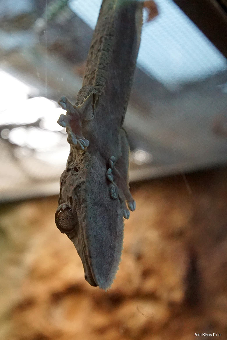 Kopfüber an der Glasscheibe des Schaugeheges klebender Henkels Blattschwanzgecko am 7. Dezember 2021 im Terrarium im Zoologischen Garten Wuppertal (Foto Klaus Tüller)