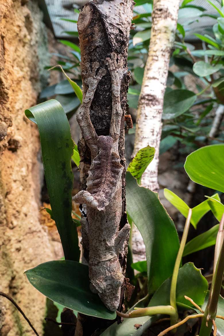 Adulter Henkels Blattschwanzgecko am 27. Juni 2024 in einem Schaubecken im Terrarium im Grünen Zoo Wuppertal