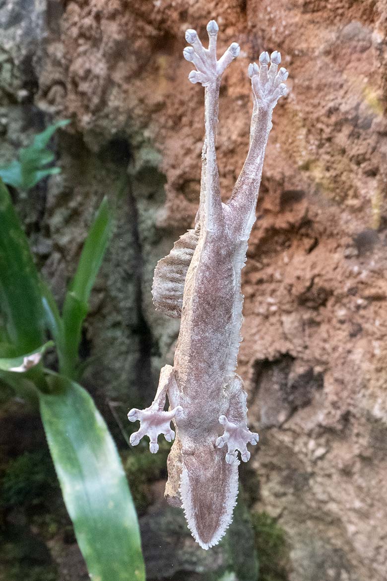 Adulter Henkels Blattschwanzgecko am 25. Juli 2024 in einem Schaubecken im Terrarium im Grünen Zoo Wuppertal