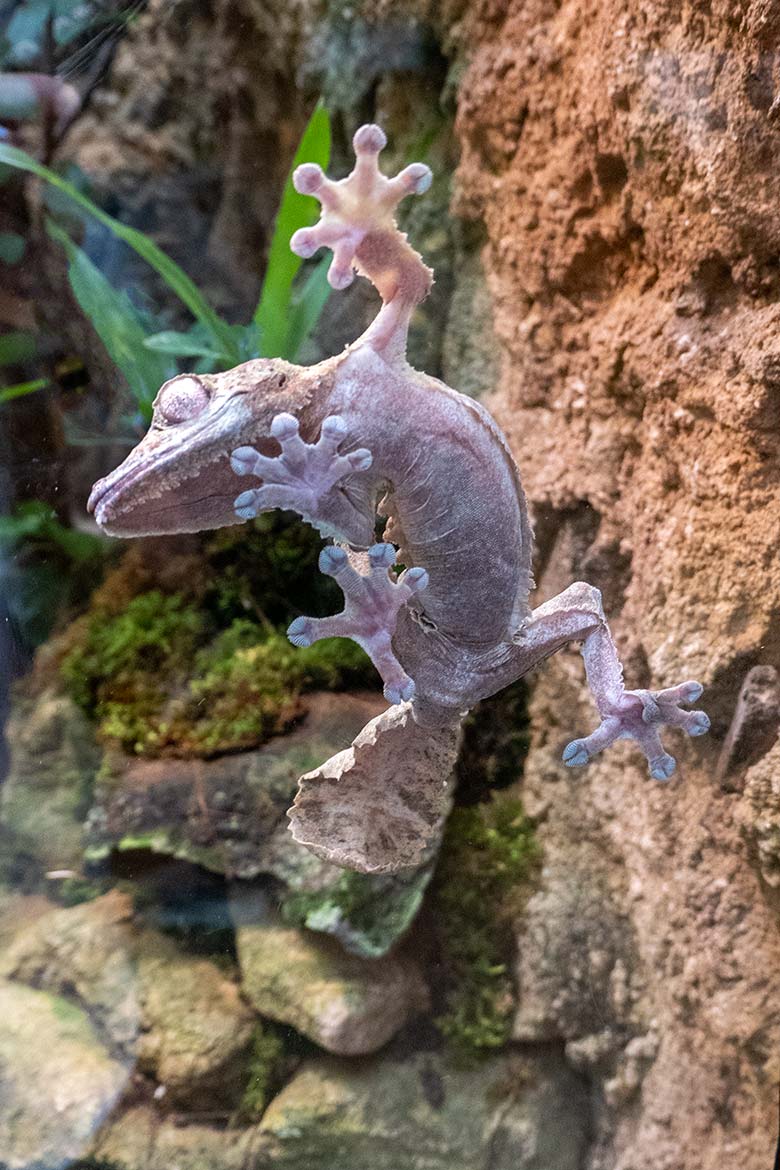 Adulter Henkels Blattschwanzgecko am 4. August 2024 in einem Schaubecken im Terrarium im Zoo Wuppertal