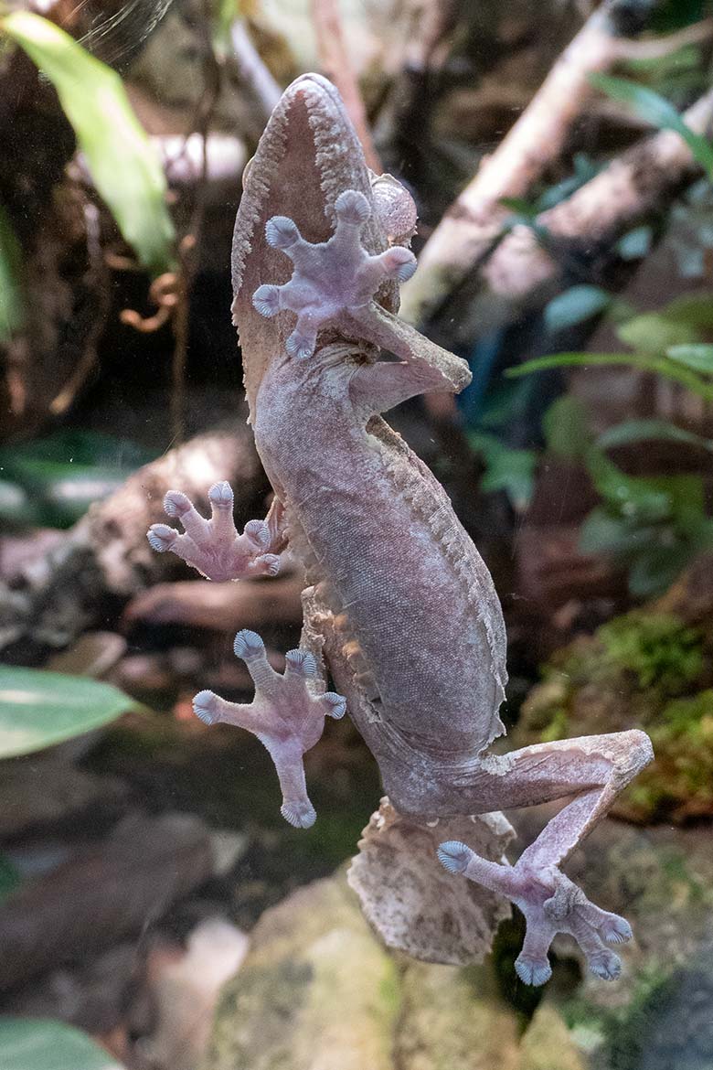 Adulter Henkels Blattschwanzgecko am 4. August 2024 in einem Schaubecken im Terrarium im Wuppertaler Zoo