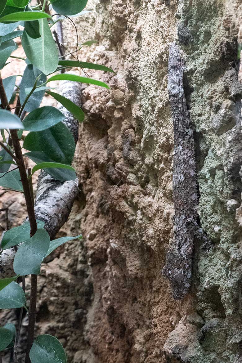 Adulter Henkels Blattschwanzgecko am 5. August 2024 in einem Schaubecken im Terrarium im Zoologischen Garten der Stadt Wuppertal