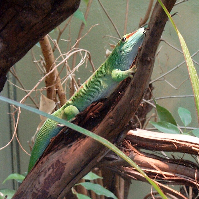 Madagassischer Taggecko im Wuppertaler Zoo im  Juni 2003