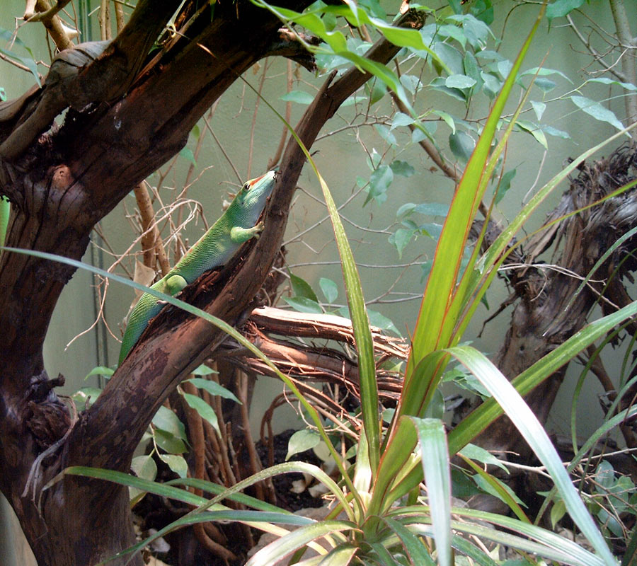 Madagassischer Taggecko im Zoo Wuppertal im  Juni 2003
