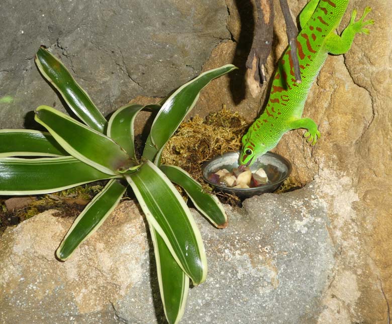 Madagassischer Taggecko am 1. Mai 2018 im Terrarium im Zoo Wuppertal