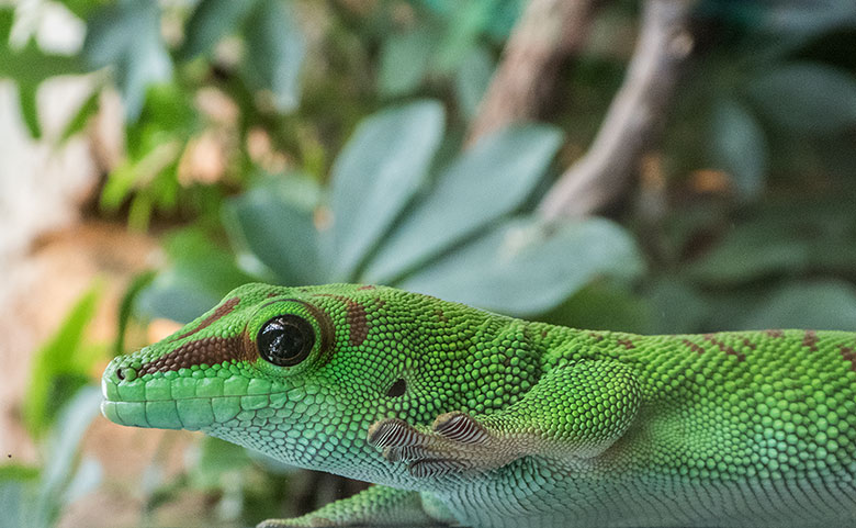 Madagassischer Taggecko am 2. September 2018 im Terrarium im Zoologischen Garten Wuppertal