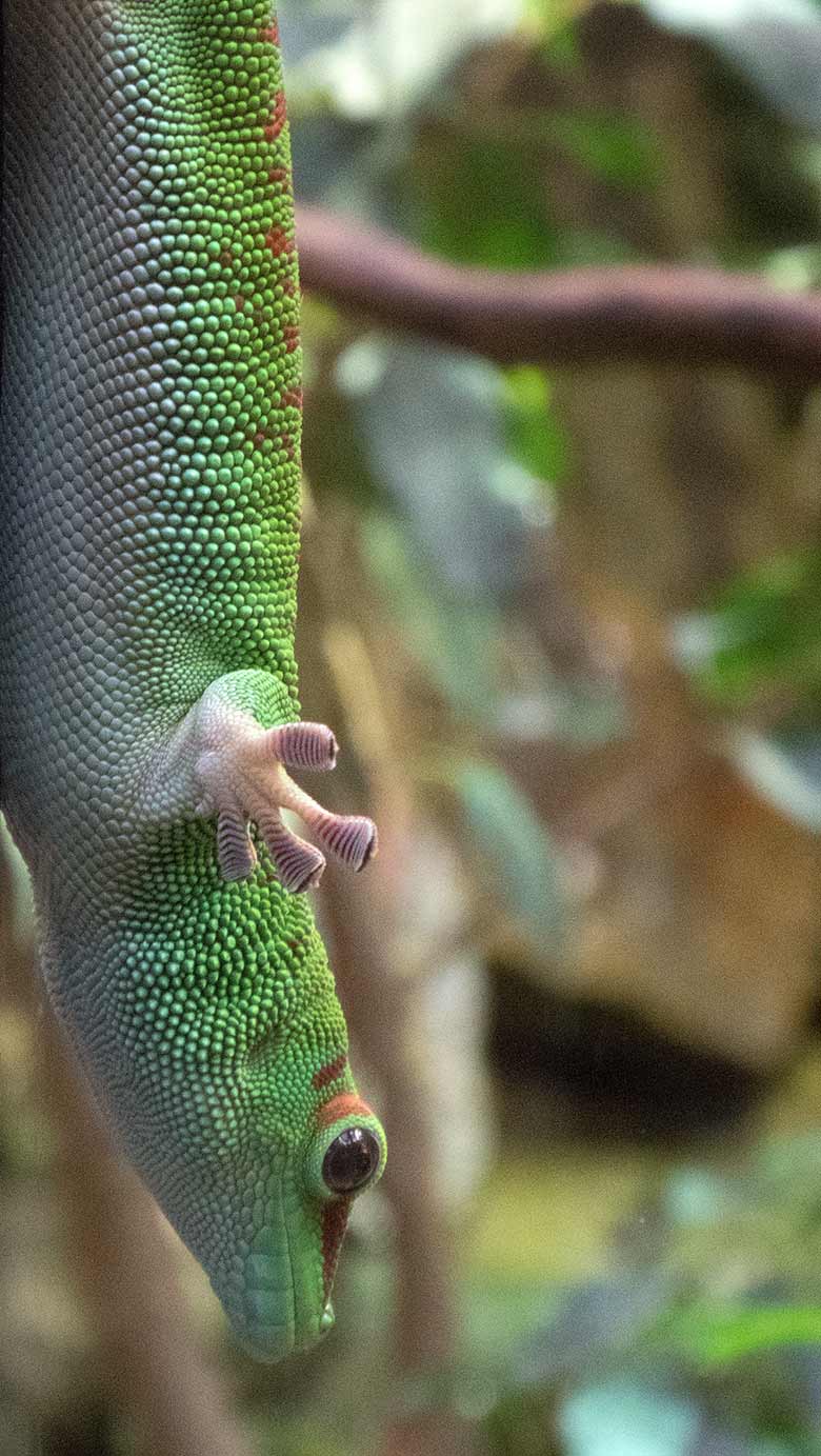 Madagassischer Taggecko am 29. Dezember 2018 im Terrarium im Grünen Zoo Wuppertal