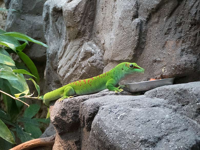 Madagassischer Taggecko am 11. Mai 2019 im Terrarium im Grünen Zoo Wuppertal